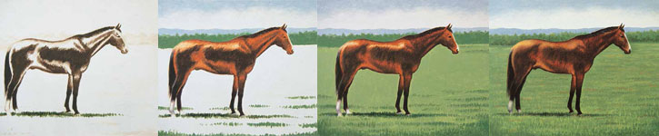 drawing-animals Tips for drawing animals