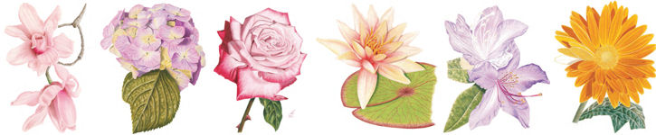 Learn step by step how to sketch roses Learn step by step how to sketch roses