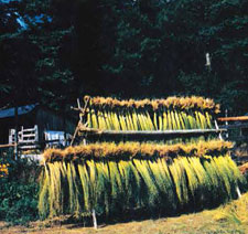 Flax: Linen and Flax Spinning Tips flax-linen