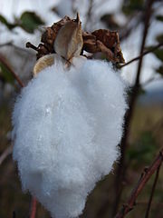 ELS Cotton Boll