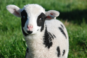 Lamb