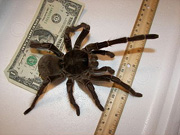 Goliath Birdeater Tarantula