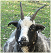 A Jacob Ewe