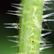 Stinging Nettle