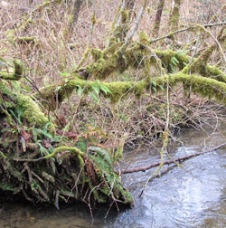 Smith Creek at Silver Falls State Park