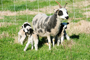 Summer and her Lambs