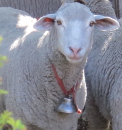 Columbia sheep's wool makes lovely handweaving yarn