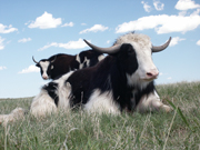 Two Yaks