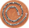 Trendy Choker