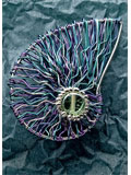 Shell Brooch 