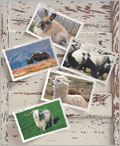 The Fleece & Fiber Sourcebook - QM1225