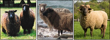 Selections from Handspun Treasures from Rare Wools eBook